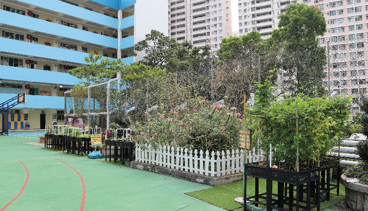 教育传媒：学校操场旁开设了一个空间让学生进行水耕教学，同时亦种植了不少其他植物品种， 营造令人心旷神怡的绿色环境，同学与老师皆可以前来舒畅身心。