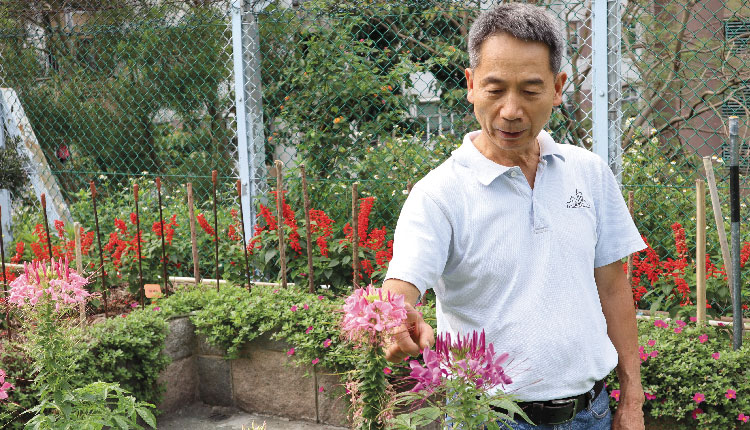 教育传媒：整个水耕项目由一班专业团队打造，无论技术员或「植物通」校工民叔，亦是成就这个项目的要员。