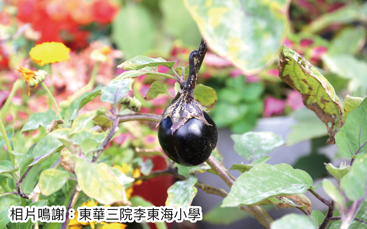 专访东华三院李东海小学卢震河校长　越过风浪　全新蜕变