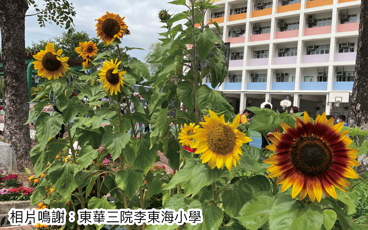 专访东华三院李东海小学卢震河校长　越过风浪　全新蜕变